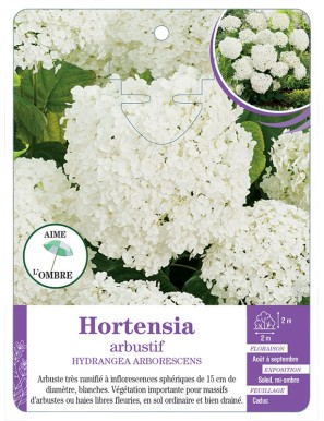 HYDRANGEA ARBORESCENS voir Hortensia arbustif