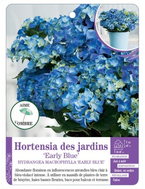 HYDRANGEA MACROPHYLLA EARLY BLUE voir Hortensia des jardins