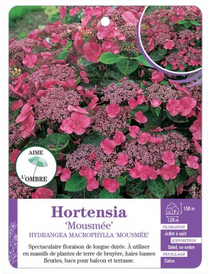 HYDRANGEA MACROPHYLLA MOUSMÉE voir Hortensia