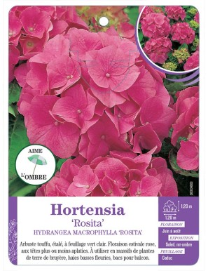 HYDRANGEA MACROPHYLLA ROSITA voir Hortensia