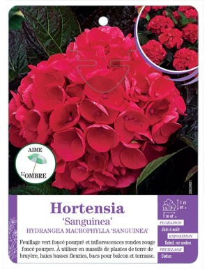 HYDRANGEA MACROPHYLLA SANGUINEA voir Hortensia