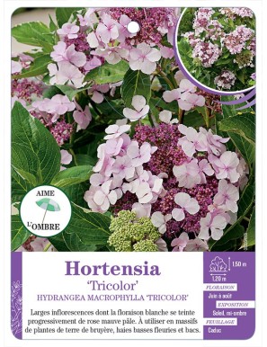 HYDRANGEA MACROPHYLLA TRICOLOR voir Hortensia