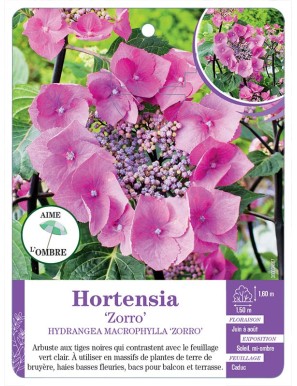 HYDRANGEA MACROPHYLLA ZORRO voir Hortensia