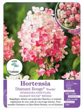 HYDRANGEA PANICULATA DIAMANT ROUGE® RENDIA voir Hortensia