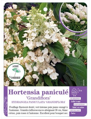 HYDRANGEA PANICULATA GRANDIFLORA voir Hortensia paniculé