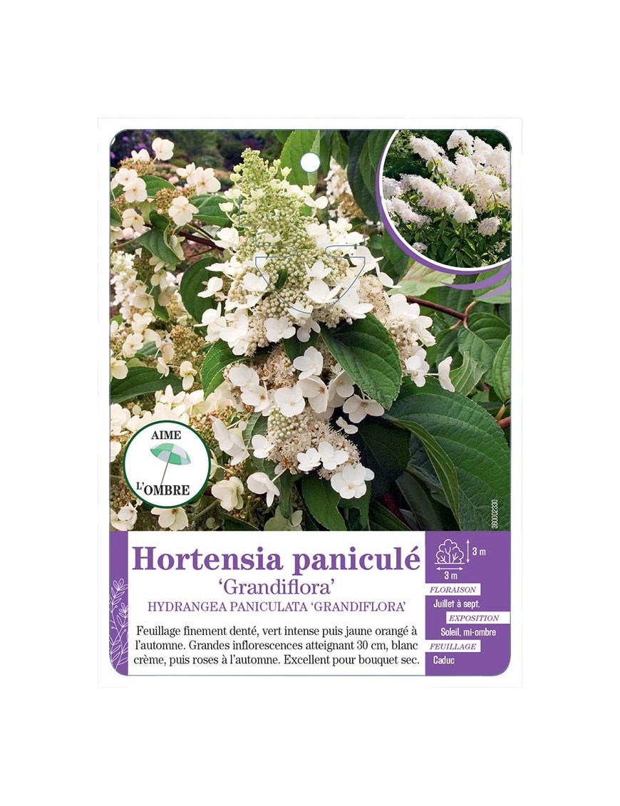 HYDRANGEA PANICULATA GRANDIFLORA voir Hortensia paniculé