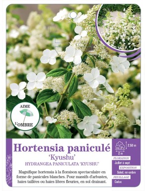 HYDRANGEA PANICULATA KYUSHU voir Hortensia paniculé