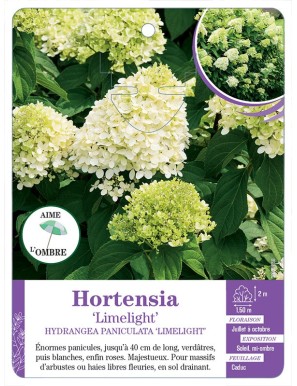 HYDRANGEA PANICULATA LIMELIGHT voir Hortensia