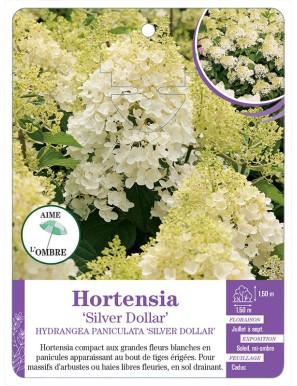 HYDRANGEA PANICULATA SILVER DOLLAR voir Hortensia