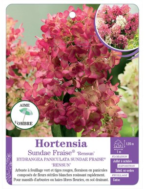 HYDRANGEA PANICULATA SUNDAE FRAISE® RENSUN voir Hortensia