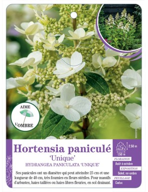 HYDRANGEA PANICULATA UNIQUE voir Hortensia paniculé