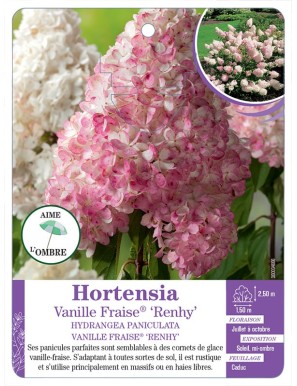 HYDRANGEA PANICULATA VANILLE FRAISE® RENHY voir Hortensia