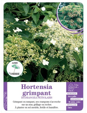 HYDRANGEA PETIOLARIS voir Hortensia grimpant