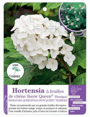 HYDRANGEA QUERCIFOLIA SNOW QUEEN voir Hortensia à feuilles de chêne
