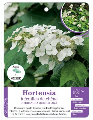 HYDRANGEA QUERCIFOLIA voir Hortensia à feuilles de chêne