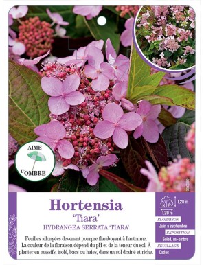 HYDRANGEA SERRATA TIARA voir Hortensia