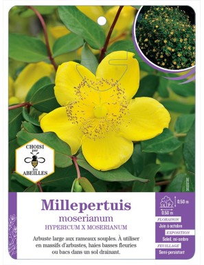 HYPERICUM X MOSERIANUM voir Millepertuis