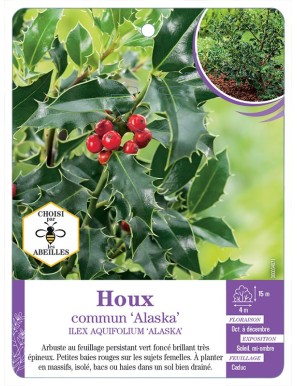 ILEX AQUIFOLIUM ALASKA voir Houx commun
