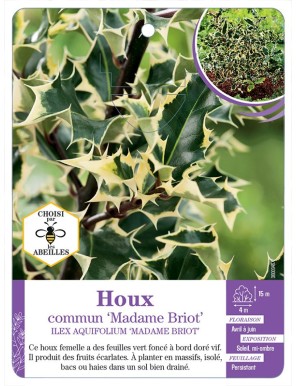 ILEX AQUIFOLIUM MADAME BRIOT voir Houx commun