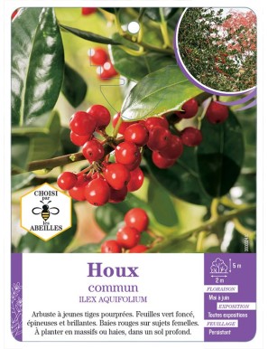 ILEX AQUIFOLIUM voir Houx commun