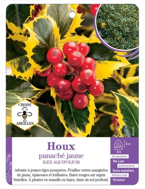 ILEX AQUIFOLIUM voir Houx panaché jaune