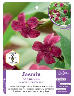 JASMINUM BEESIANUM voir Jasmin