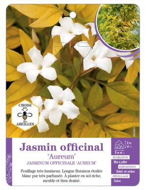 JASMINUM OFFICINALE AUREUM voir Jasmin officinal