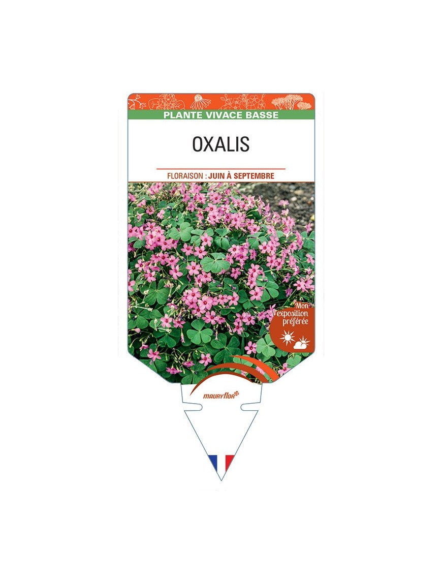 OXALIS FLORIBUNDA (rose foncé)