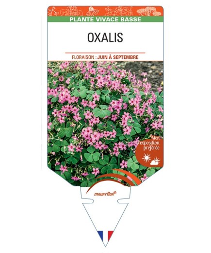 OXALIS FLORIBUNDA (rose foncé)