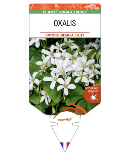 OXALIS REGNELLII (blanc)