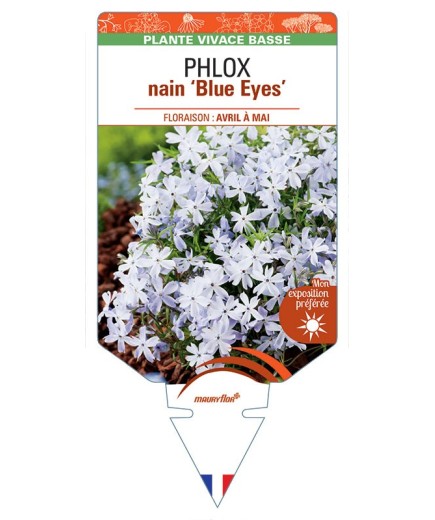 PHLOX nain ‘Blue Eyes’ *