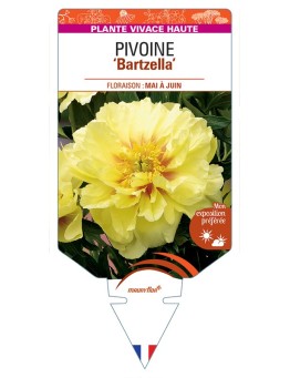 PAEONIA Itoh Bartzella voir Pivoine