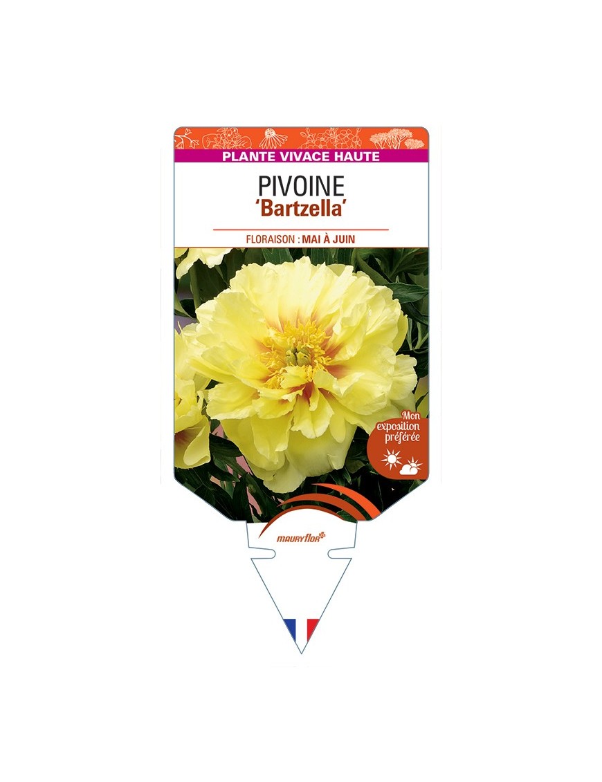 PAEONIA Itoh Bartzella voir Pivoine
