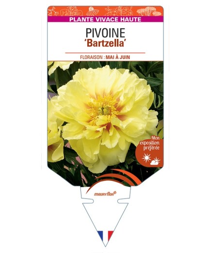 PAEONIA Itoh Bartzella voir Pivoine