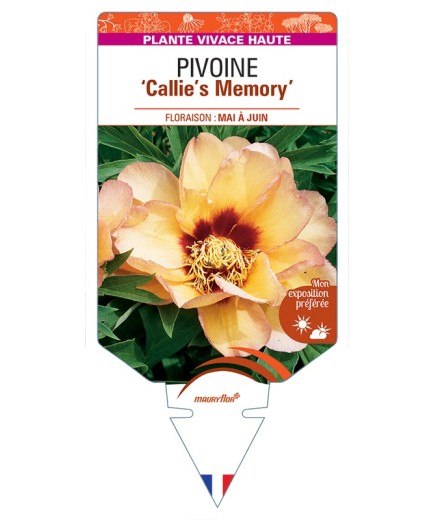 PAEONIA Itoh Callie's Memory voir Pivoine