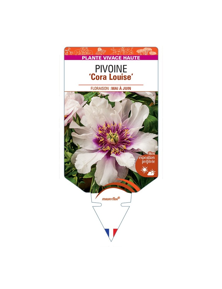 PAEONIA Itoh Cora Louise voir Pivoine