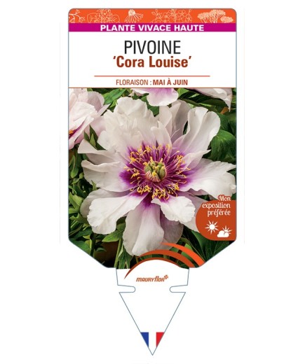 PAEONIA Itoh Cora Louise voir Pivoine