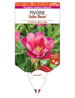 PAEONIA Itoh Julia (rose) voir Pivoine