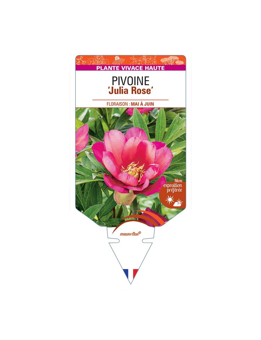 PAEONIA Itoh Julia (rose) voir Pivoine