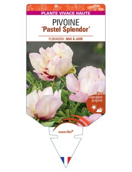 PAEONIA Itoh Pastel Splendor voir Pivoine