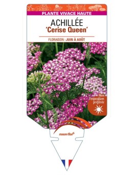 ACHILLEA (millefolium) 'Cerise Queen' *