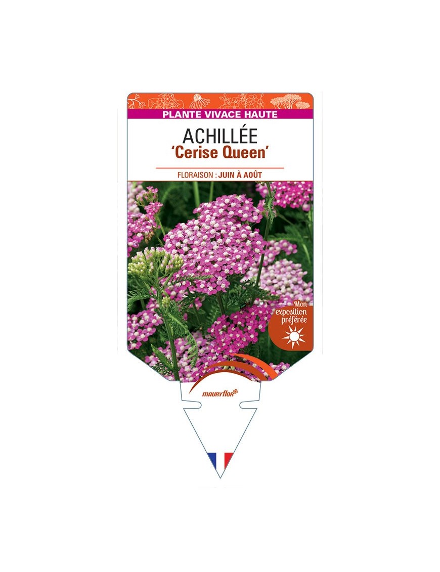 ACHILLEA (millefolium) 'Cerise Queen' *