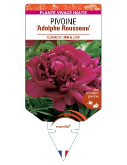 PAEONIA lactiflora Adolphe Rousseau voir Pivoine