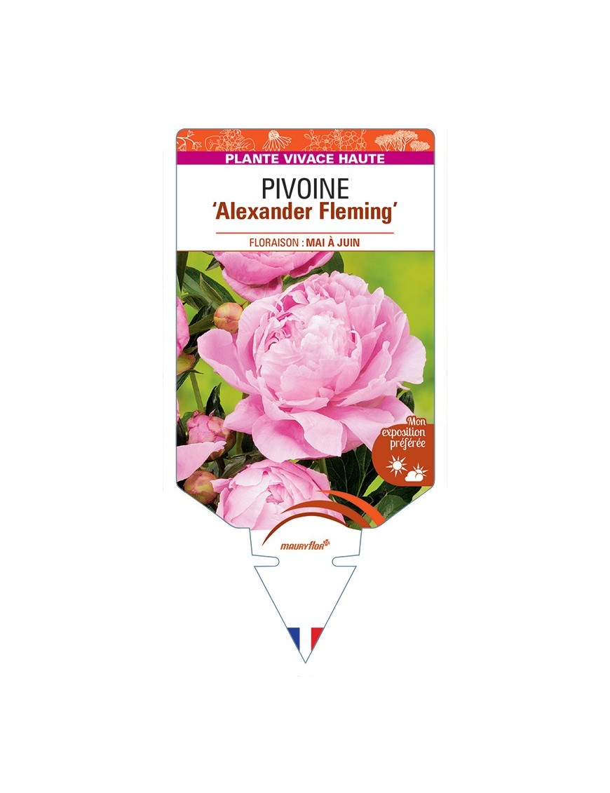 PAEONIA lactiflora Alexander Fleming voir Pivoine