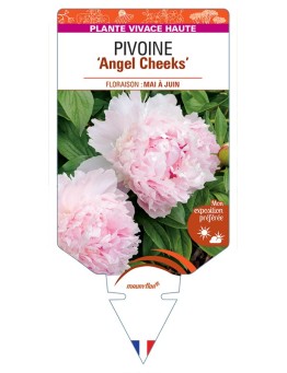 PAEONIA lactiflora Angel Cheeks voir Pivoine