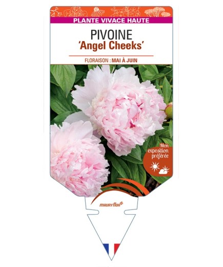 PAEONIA lactiflora Angel Cheeks voir Pivoine
