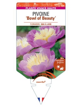 PAEONIA lactiflora Bowl of Beauty voir Pivoine
