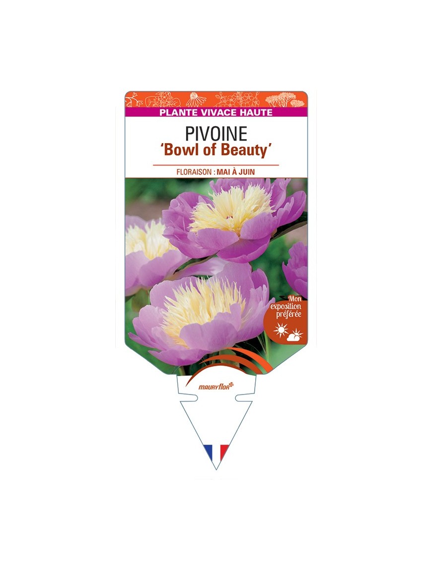 PAEONIA lactiflora Bowl of Beauty voir Pivoine