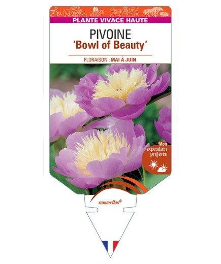 PAEONIA lactiflora Bowl of Beauty voir Pivoine