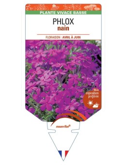 PHLOX nain (magenta) *